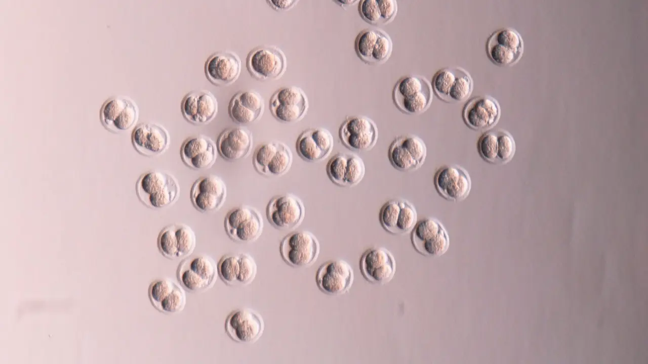 Descubren los genes que pueden predecir la menopausia y alargar la vida reproductiva de las mujeres Descubren los genes que pueden predecir la menopausia y alargar la vida reproductiva de las mujeres