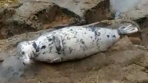 Así es Doqui, la foca gallega Así es Doqui, la foca gallega