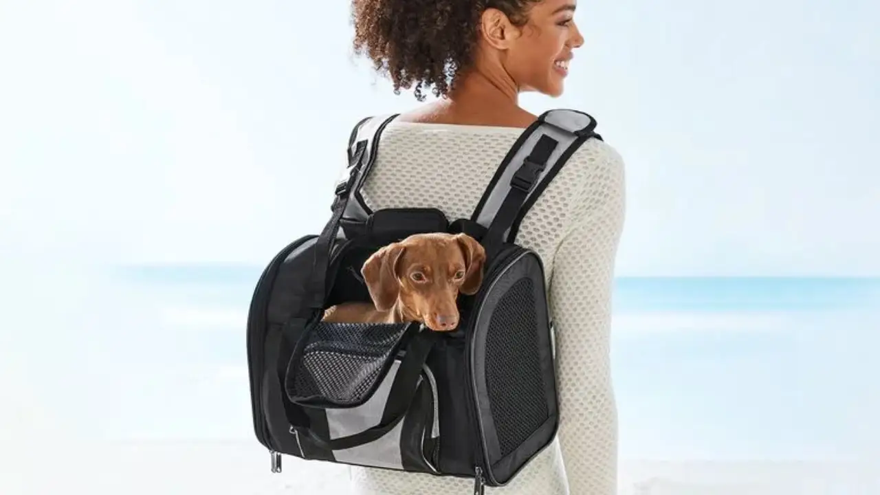Cómo llevarte a tus mascotas contigo de vacaciones gracias a Lidl Cómo llevarte a tus mascotas contigo de vacaciones gracias a Lidl