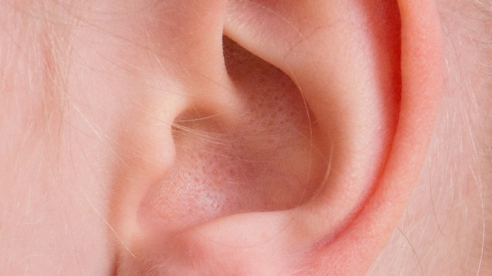 Oreja