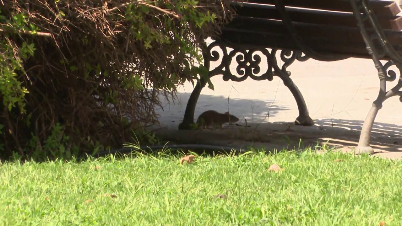 Los vecinos de San Fernando de Henares denuncian una plaga de ratas ...