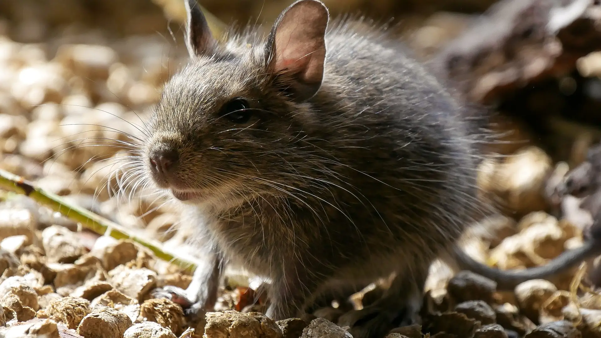 Rata Rata