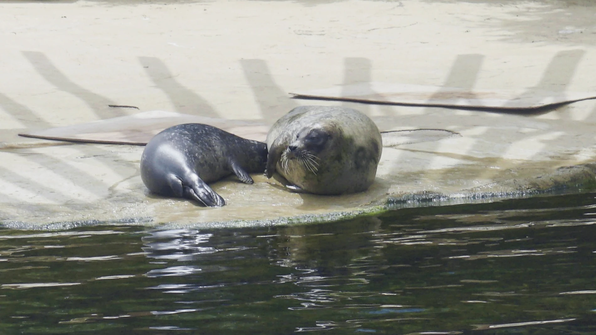 Nace la primera foca común en el Oceanogràfic de València en 4 años
