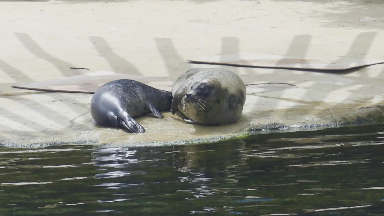 Nace la primera foca com&uacute;n en el Oceanogr&agrave;fic de Val&egrave;ncia en 4 a&ntilde;os