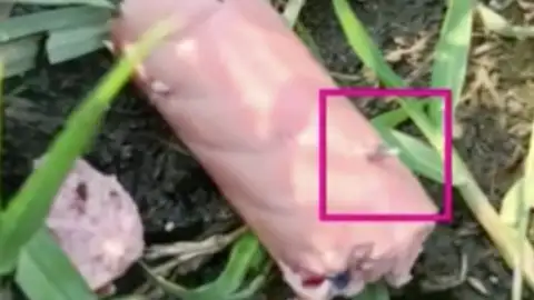 Salchichas con clavos, las trampas contra perros en los parques de Vigo Salchichas con clavos, las trampas contra perros en los parques de Vigo