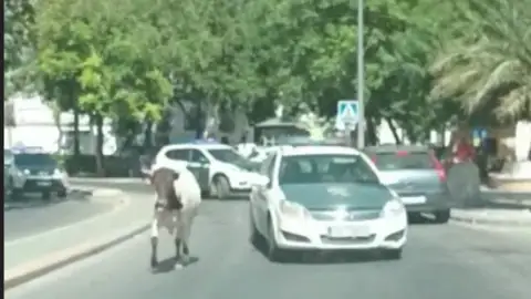 Una vaca se escapa de su finca y recorre las calles de Utrera ante la atenta mirada de los vecinos Una vaca se escapa de su finca y recorre las calles de Utrera ante la atenta mirada de los vecinos