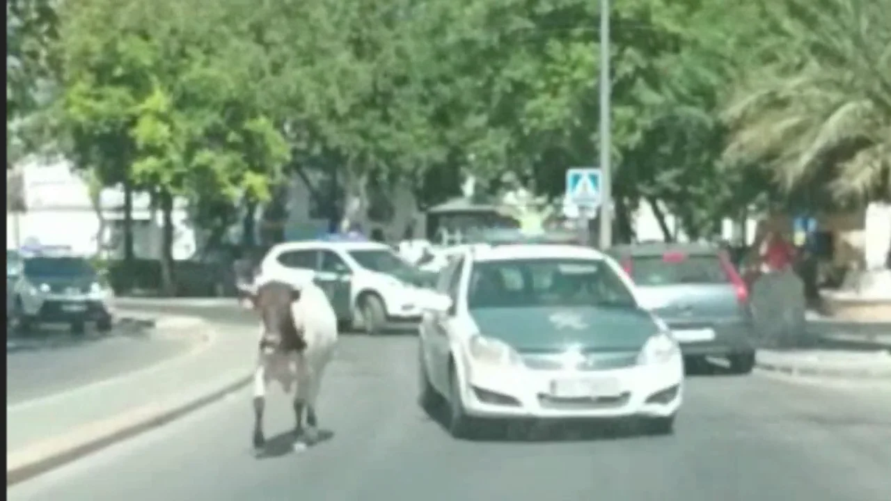 Una vaca se escapa de su finca y recorre las calles de Utrera ante la atenta mirada de los vecinos Una vaca se escapa de su finca y recorre las calles de Utrera ante la atenta mirada de los vecinos