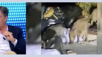 El vídeo de una piara de jabalíes en plena milla de oro en Marbella 
