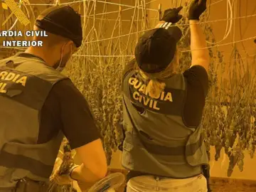 Once detenidos y 1.727 plantas de marihuana intervenidas en Almería Once detenidos y 1.727 plantas de marihuana intervenidas en Almería