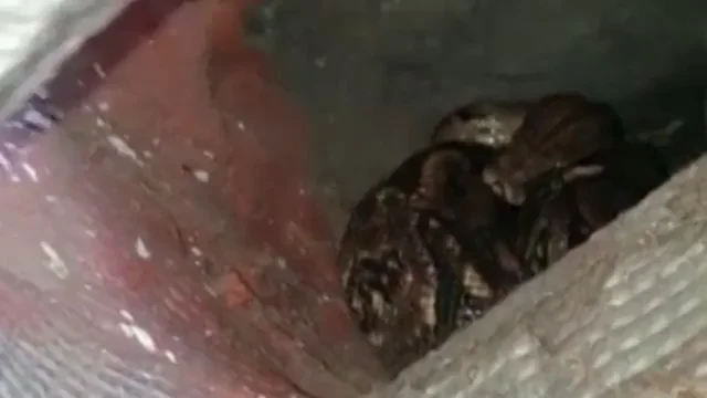 Localizan a la boa constrictor que se escap&oacute; el martes en Palencia