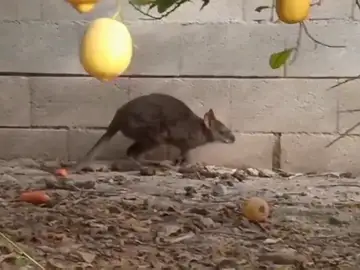El vídeo viral de un canguro por las calles de Murcia que se le escapó a una familia hace tres meses El vídeo viral de un canguro por las calles de Murcia que se le escapó a una familia hace tres meses