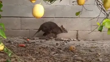 El vídeo viral de un canguro por las calles de Murcia que se le escapó a una familia hace tres meses El vídeo viral de un canguro por las calles de Murcia que se le escapó a una familia hace tres meses