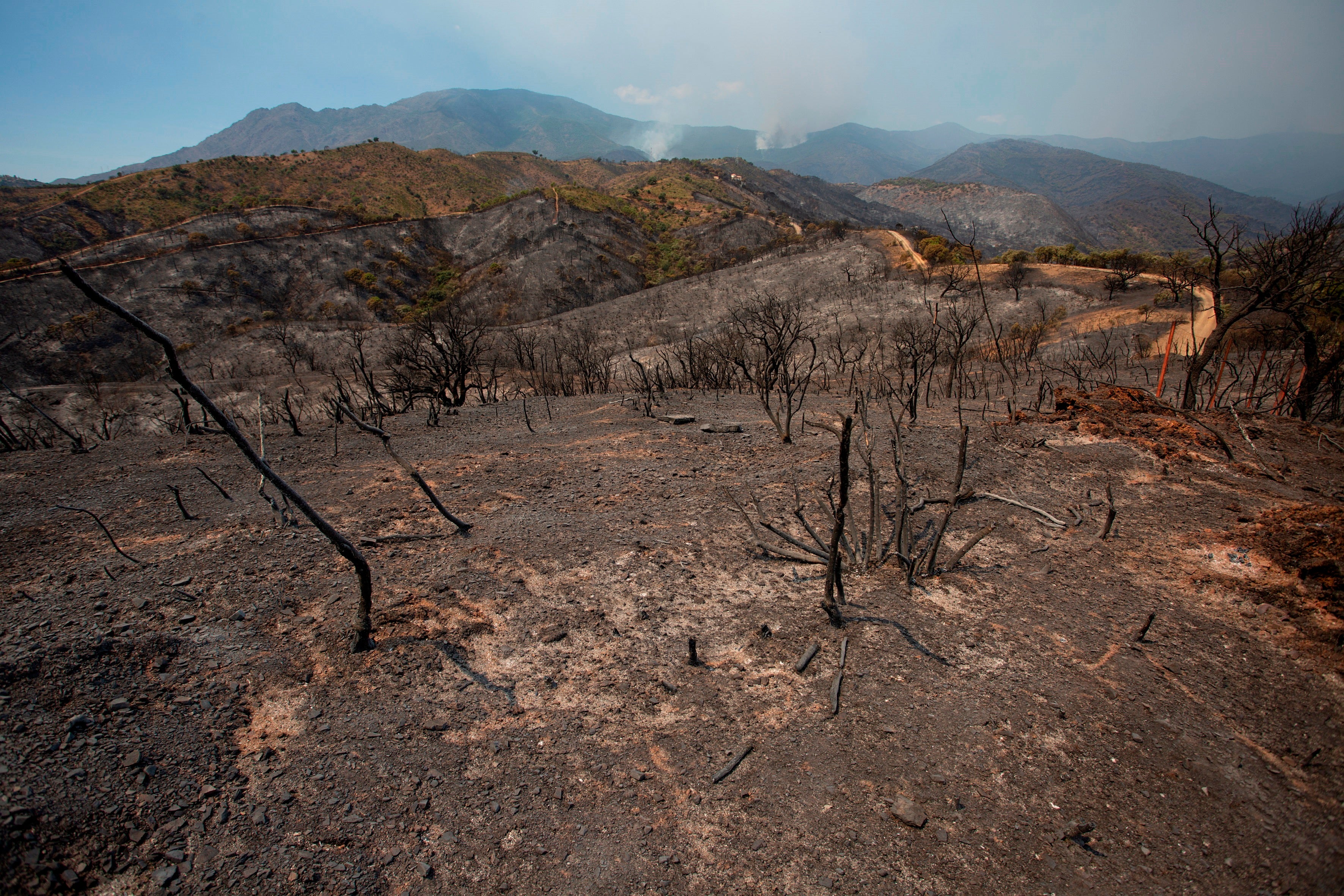 Una de las zonas afectadas por el incendio en Sierra Bermeja, en Málaga