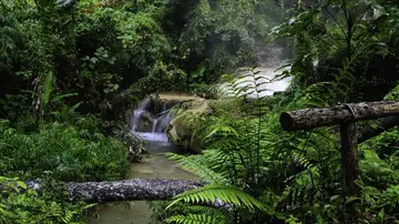 Un hombre de 78 años se va a tomar una cerveza y acaba cuatro días perdido en un bosque de Tailandia Un hombre de 78 años se va a tomar una cerveza y acaba cuatro días perdido en un bosque de Tailandia