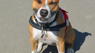 Una madre y su hija, gravemente heridas por el ataque de su perro considerado raza peligrosa Una madre y su hija, gravemente heridas por el ataque de su perro considerado raza peligrosa