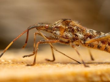 Invasión de mosquitos en varias localidades de Castellón: "