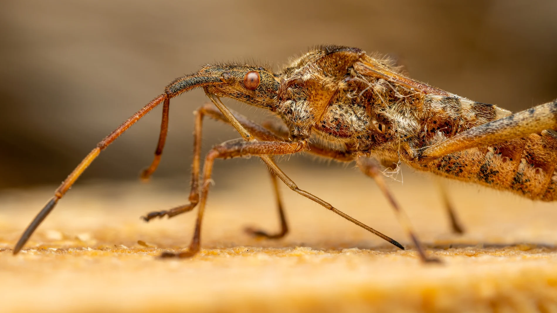 Invasión de mosquitos en varias localidades de Castellón: "