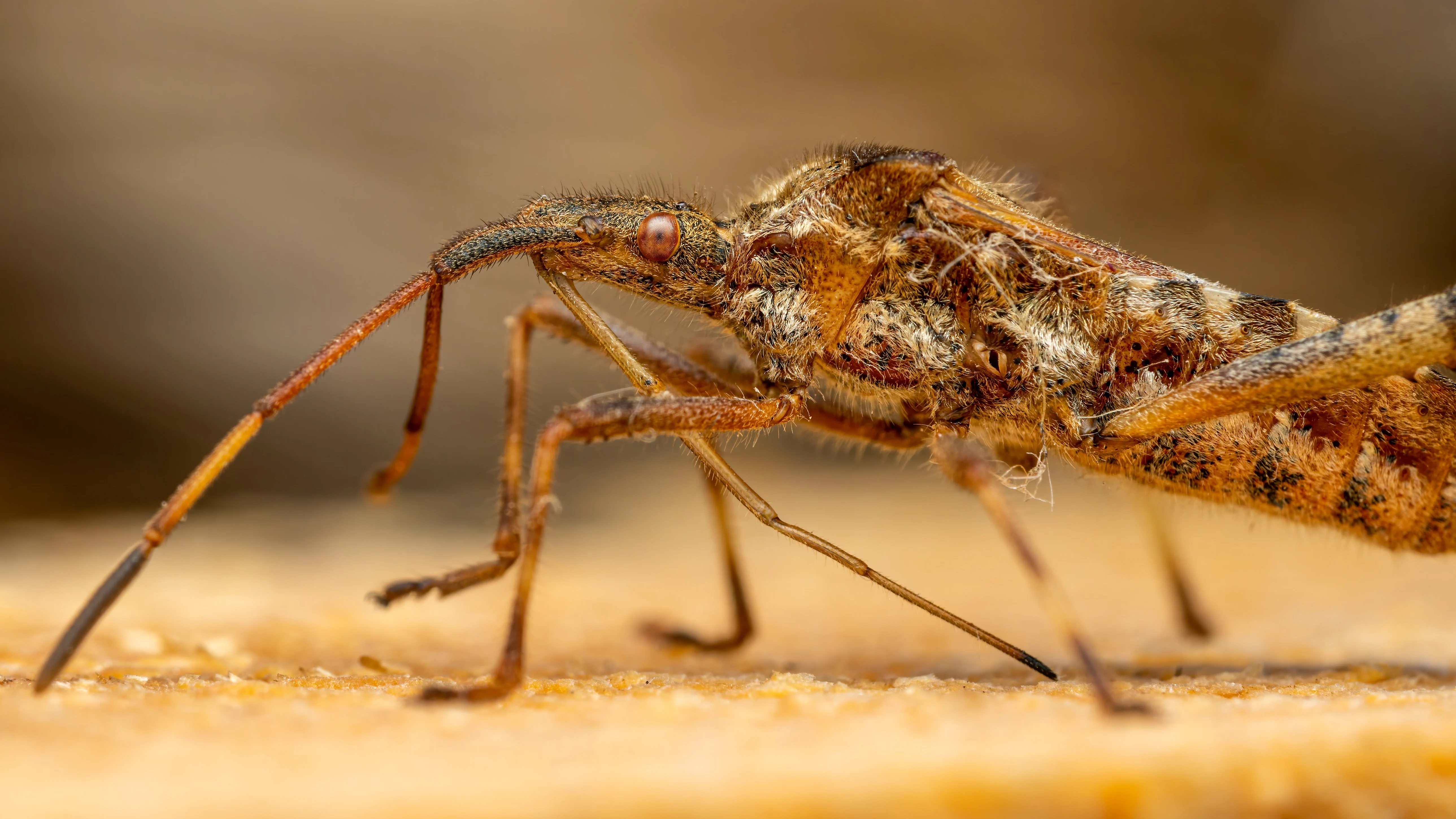 Invasi&oacute;n de mosquitos en varias localidades de Castell&oacute;n: "