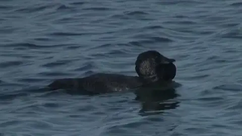 Ripper, el pato que habla Ripper, el pato que habla