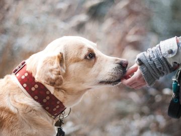 Expertos explican por qué los perros nos dan la pata