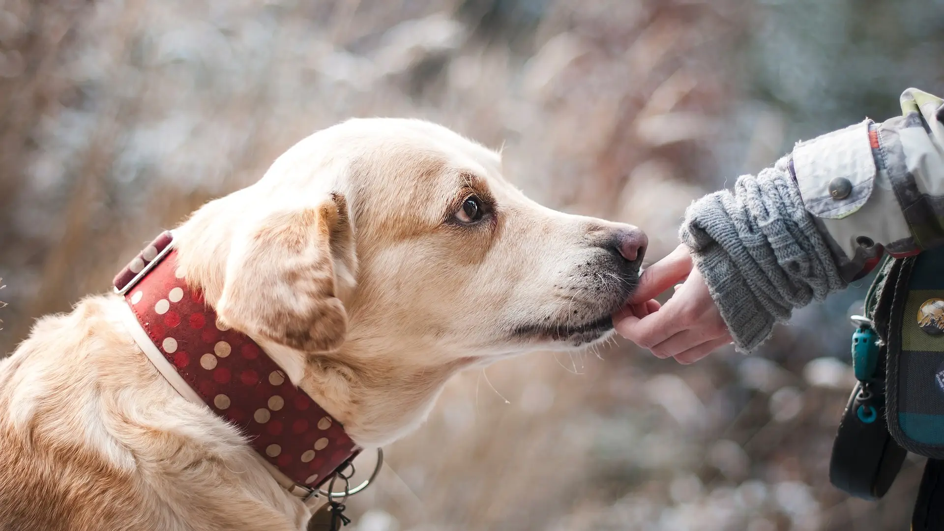 Expertos explican por qué los perros nos dan la pata Expertos explican por qué los perros nos dan la pata