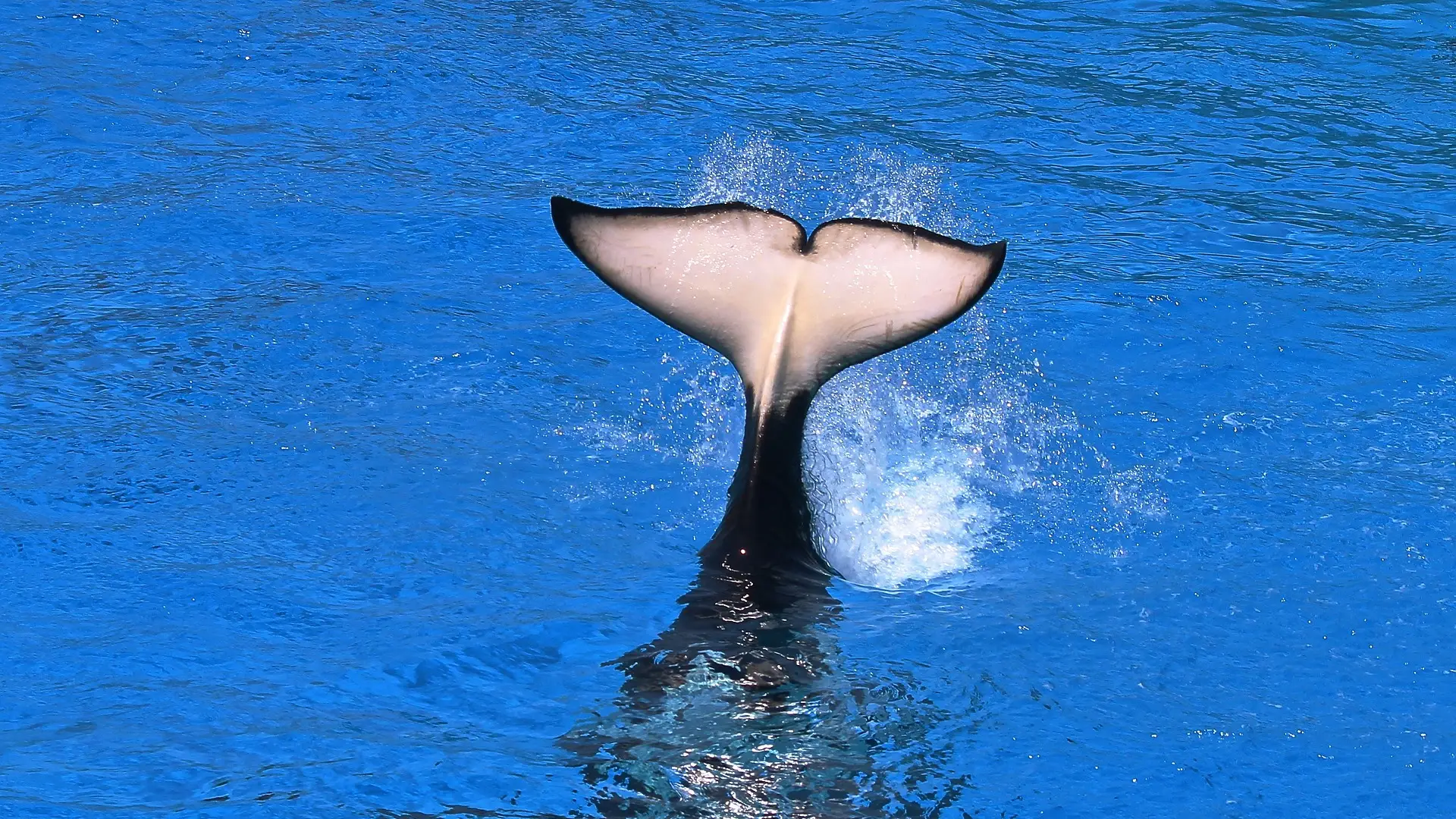 Orca en el agua Orca en el agua