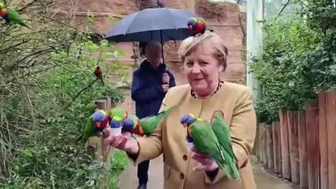 Las imágenes virales de Angela Merkel rodeada de loros en su visita a un parque de aves Las imágenes virales de Angela Merkel rodeada de loros en su visita a un parque de aves