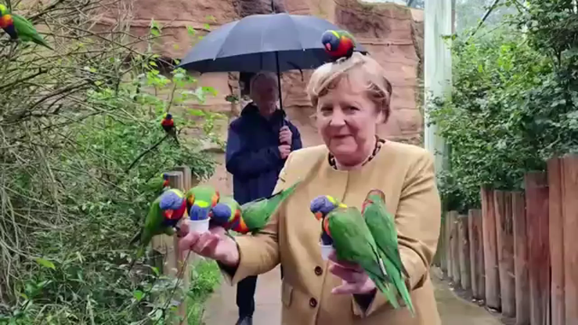 Las imágenes virales de Angela Merkel rodeada de loros en su visita a un parque de aves