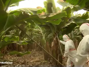 La ceniza del volcán de La Palma hace crecer los daños en los cultivos de plátano La ceniza del volcán de La Palma hace crecer los daños en los cultivos de plátano