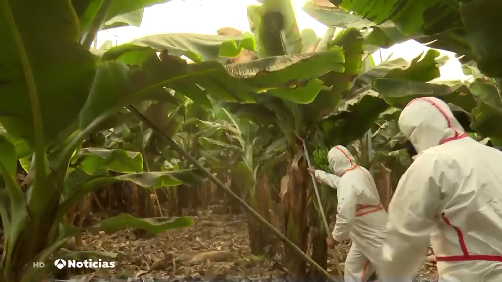 La ceniza del volcán de La Palma hace crecer los daños en los cultivos de plátano