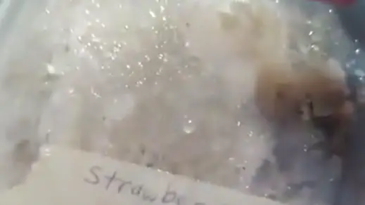 Una tiktoker descubre comida de 1972 en la nevera de su abuela Una tiktoker descubre comida de 1972 en la nevera de su abuela