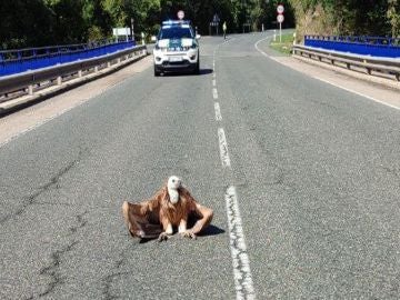 El momento en el que un buitre se posa en una carretera de La Rioja y obliga a cortar el tráfico