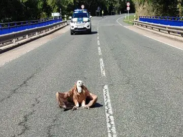 El momento en el que un buitre se posa en una carretera de La Rioja y obliga a cortar el tráfico El momento en el que un buitre se posa en una carretera de La Rioja y obliga a cortar el tráfico