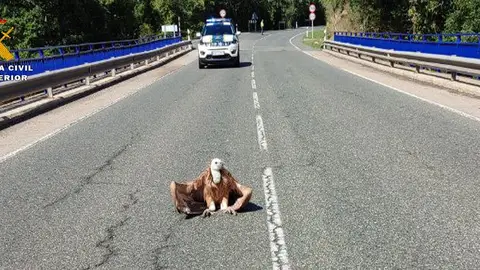 El momento en el que un buitre se posa en una carretera de La Rioja y obliga a cortar el tráfico El momento en el que un buitre se posa en una carretera de La Rioja y obliga a cortar el tráfico