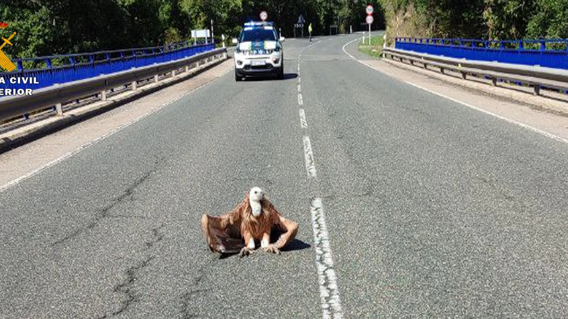 El momento en el que un buitre se posa en una carretera de La Rioja y obliga a cortar el tráfico