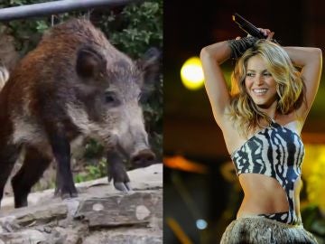 Shakira, atacada por jabalíes en un parque: "Me han reventado todo"