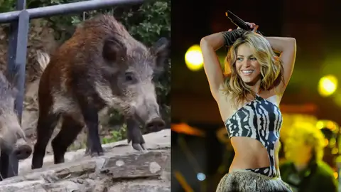 Shakira, atacada por jabalíes en un parque: "Me han reventado todo" Shakira, atacada por jabalíes en un parque: "Me han reventado todo"