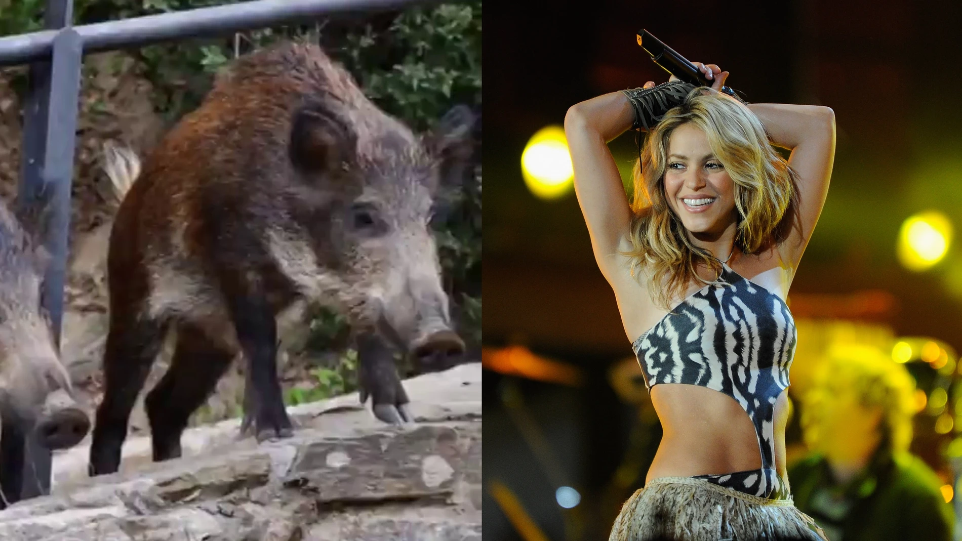Shakira, atacada por jabalíes en un parque: "Me han reventado todo"