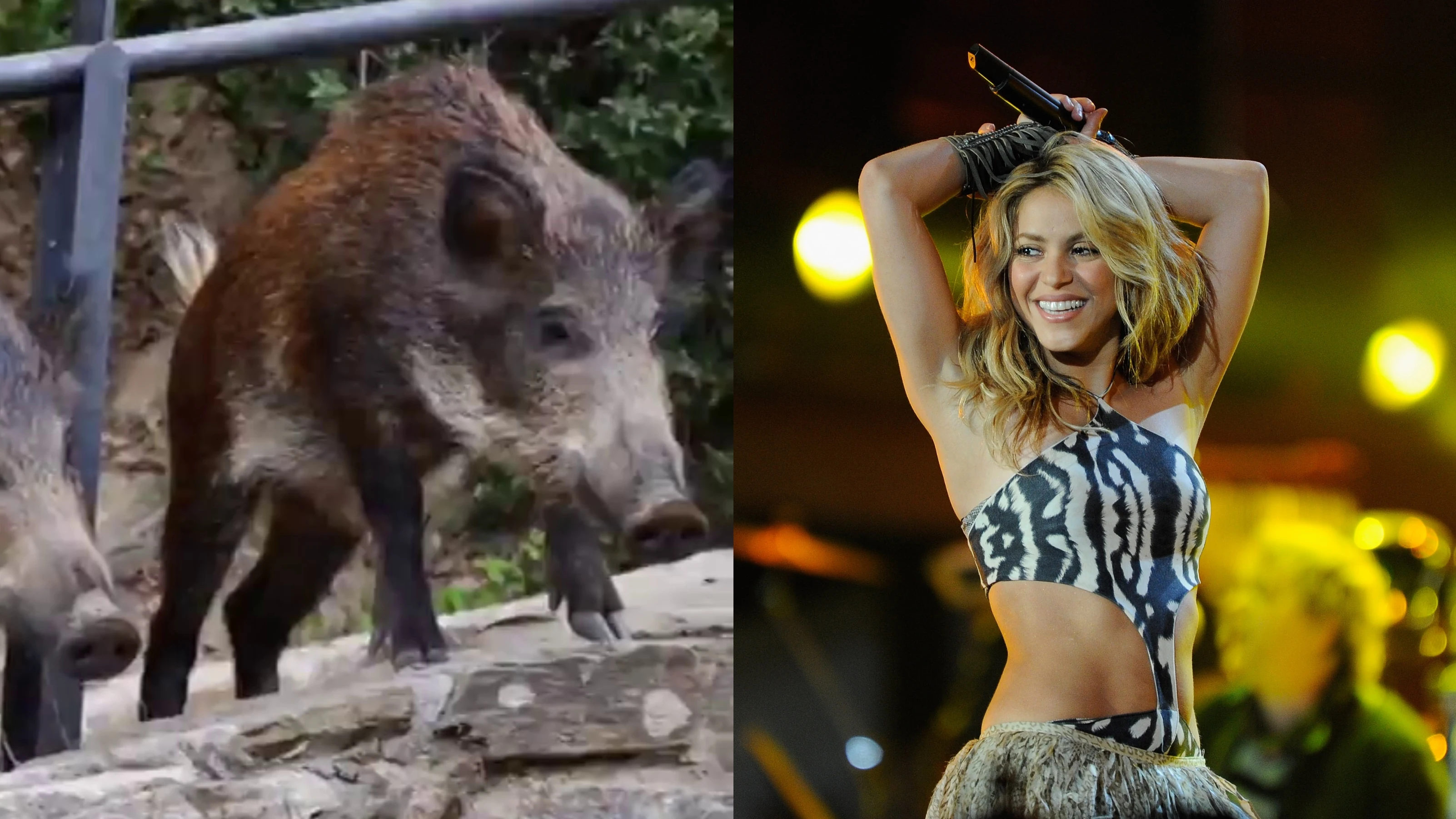 Shakira, atacada por jabalíes en un parque: "Me han reventado todo" Shakira, atacada por jabalíes en un parque: "Me han reventado todo"