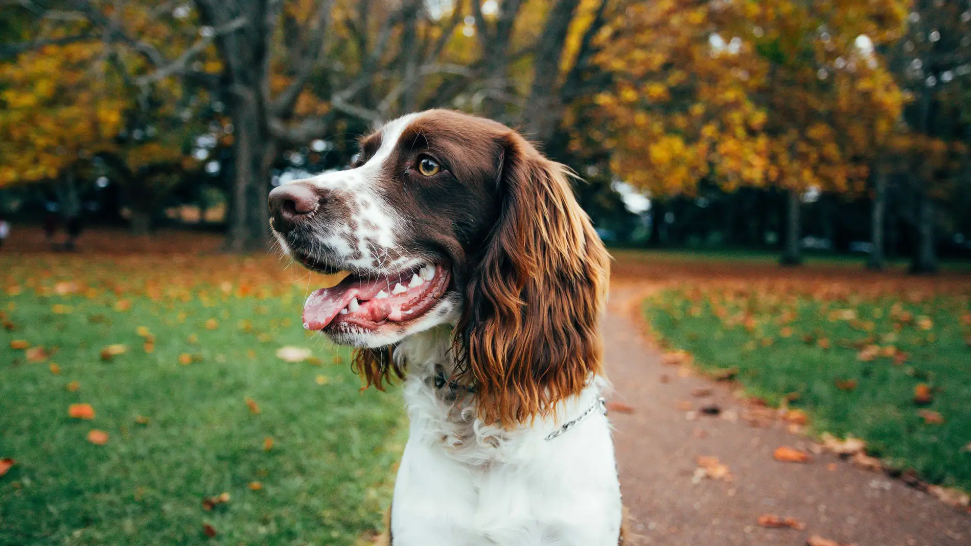 Perro de paseo