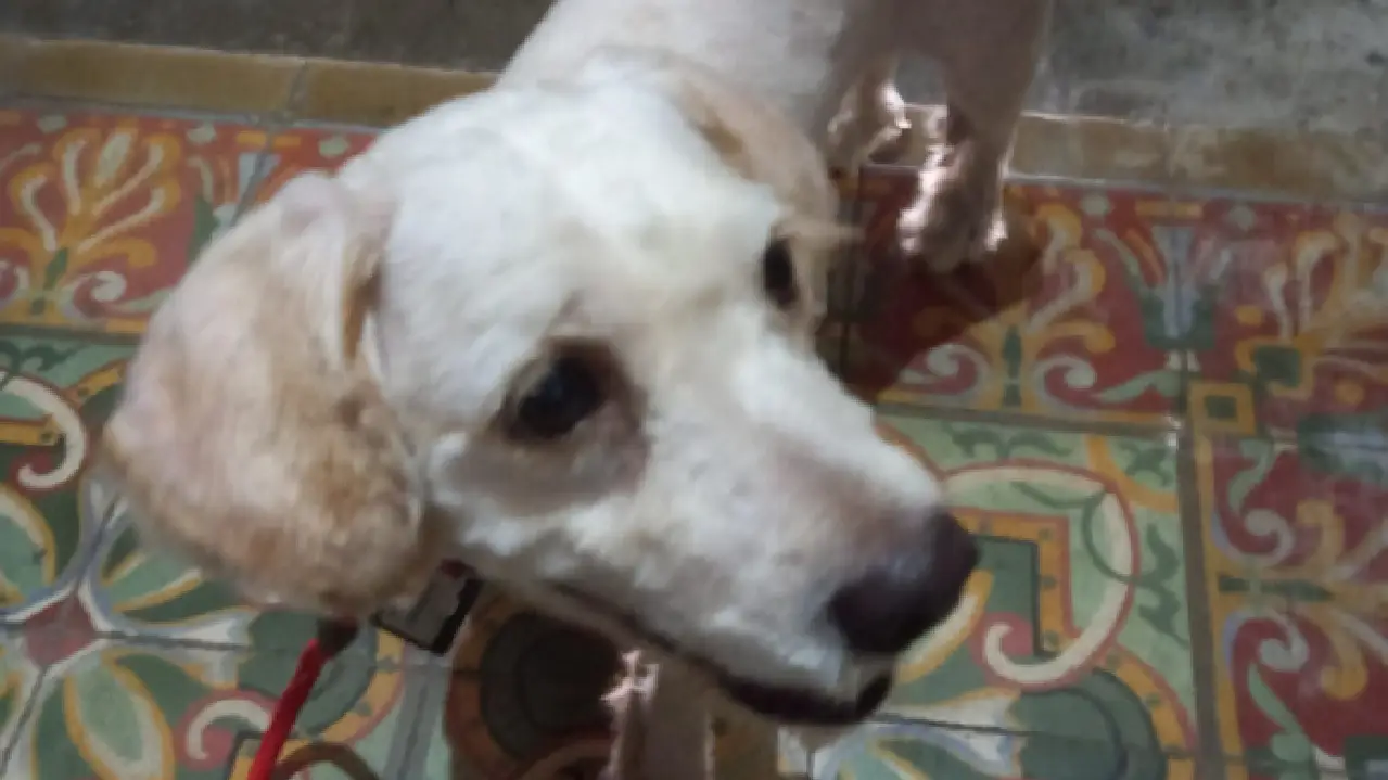 Boogie, el perro que se perdi&oacute; tras la erupci&oacute;n de La Palma, sigue buscando a sus due&ntilde;os