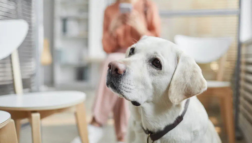 Perro en sala de espera