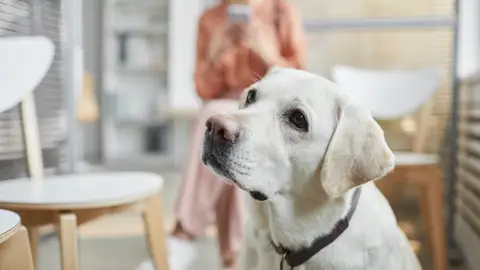 Perro en sala de espera Perro en sala de espera