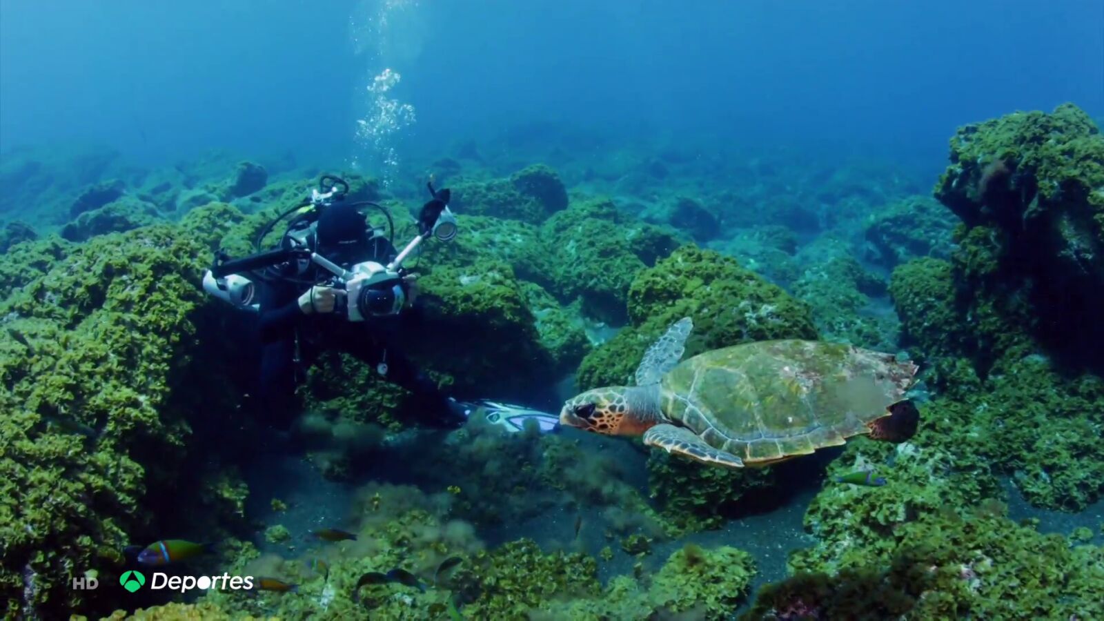 Las empresas de buceo frenan en seco ante la lava del volcán de La Palma: 