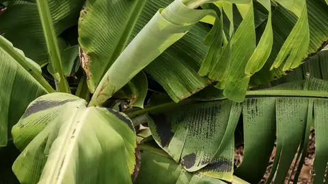 Plataneros en riesgo por el volcán de La Palma Plataneros en riesgo por el volcán de La Palma