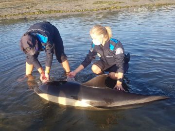 Tres policías locales de O Grove salvan la vida a dos delfines