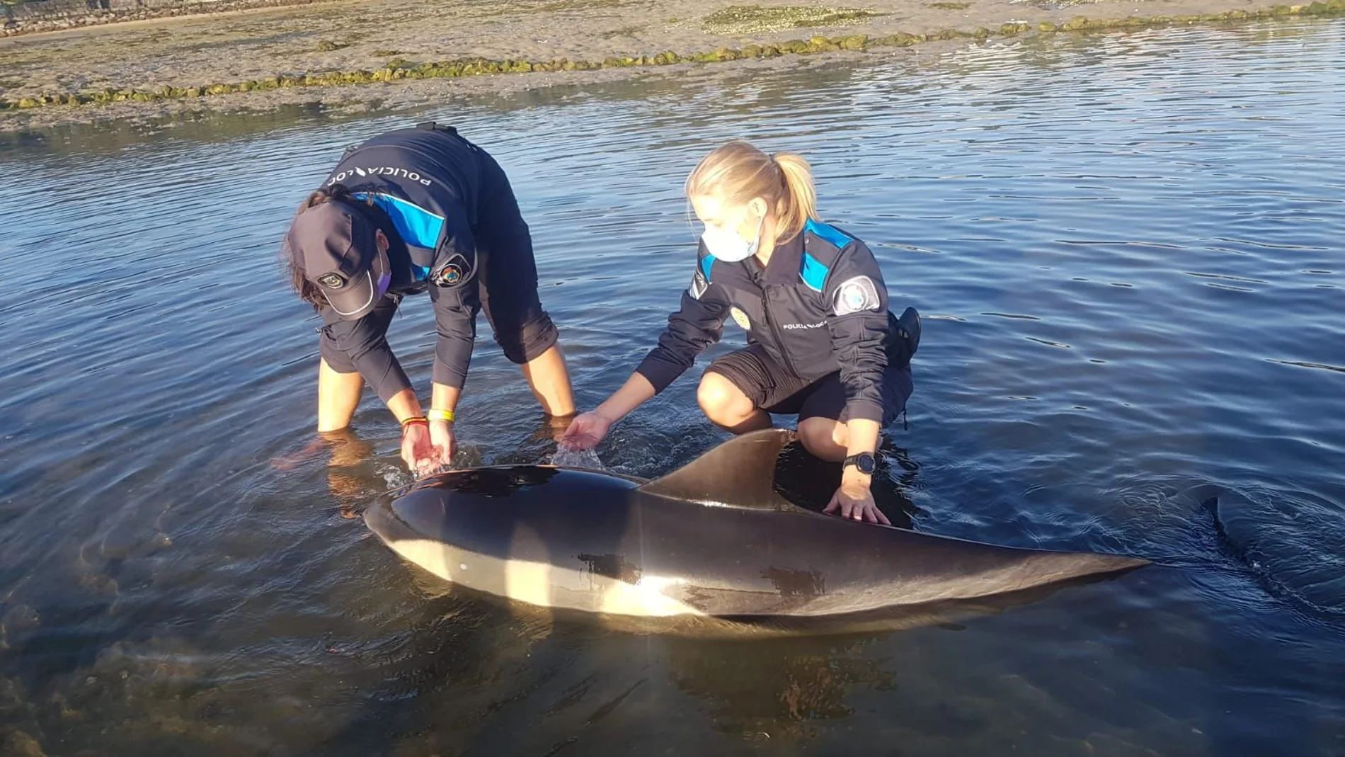 Tres policías locales de O Grove salvan la vida a dos delfines