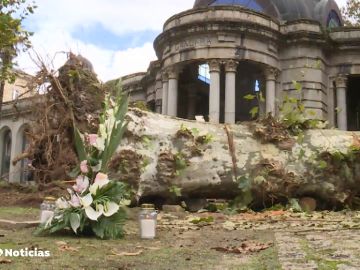 Muere una mujer tras caerle un árbol durante un concierto en Pontevedra