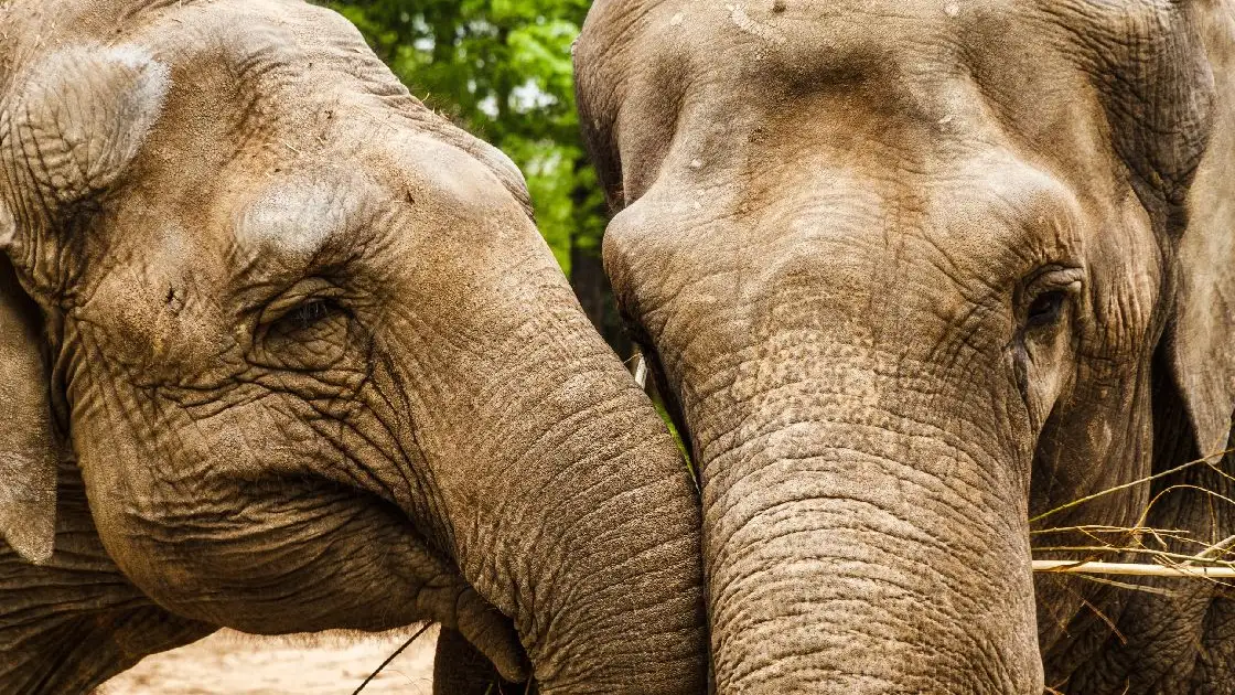 D&iacute;a Mundial de los Animales 2021