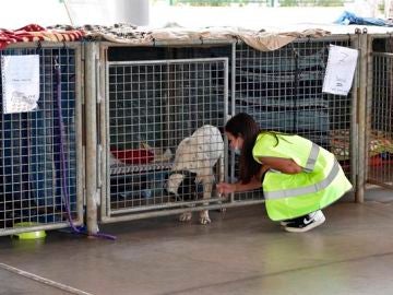 Esta es la página web que ayuda a las familias de La Palma a reencontrarse con sus mascotas afectadas por la erupción del volcán 